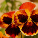 Blume Nr.0183