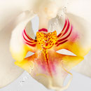Orchidee Nr.0613