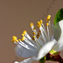 Blume Nr.0168