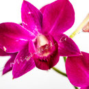 Orchidee Nr.0640