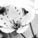 Kirschblüte 266