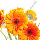 Gerbera Nr.0009