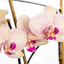 Orchidee Nr.0648