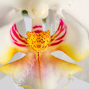 Orchidee Nr.0616