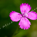 Blüten-Allgemein Nr.0566