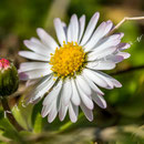 Blüten-Allgemein Nr.0573