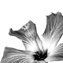 Hibiskus 257