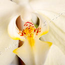 Orchidee Nr.0633