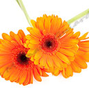 Gerbera Nr.0013