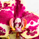 Orchidee Nr.0624