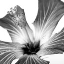 Hibiskus 245