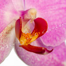 Orchidee Nr.0658