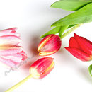 Tulpe Nr.0041