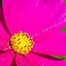 Blüten-Allgemein Nr.0481