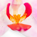 Orchidee Nr.0665