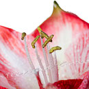 Amaryllis Nr.0339