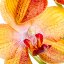 Orchidee Nr.0652