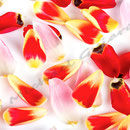 Tulpe Nr.0045