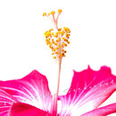 Hibiskus 246