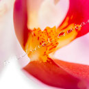 Orchidee Nr.0664