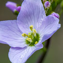 Blüten-Allgemein Nr.0567