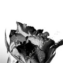 Rose 227