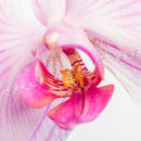 Orchidee Nr.0600
