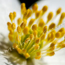Blüten-Allgemein Nr.0565