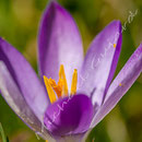 Krokus Nr.0368