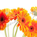 Gerbera Nr.0007