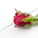 Vereiste-Rose Nr.0035