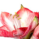 Amaryllis Nr.0347