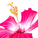 Hibiskus 254