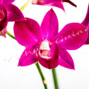 Orchidee Nr.0638