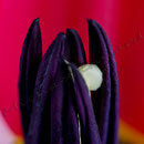 Tulpe Nr.0049