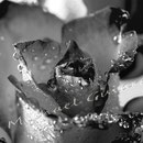 Rose 215