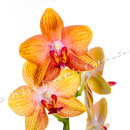 Orchidee Nr.0650