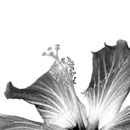 Hibiskus 243