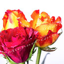 Rose 236