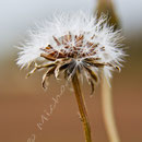 Blume Nr.0192