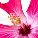 Hibiskus 252