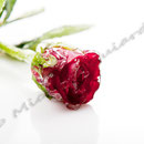 Vereiste-Rose Nr.0031