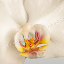 Orchidee Nr.0602