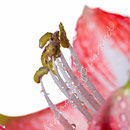 Amaryllis Nr.0342