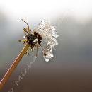 Blume Nr.0191