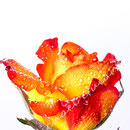 Rose 212