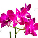 Orchidee Nr.0636