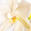Orchidee Nr.0628