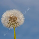 Blume Nr.0190