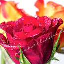 Rose 234